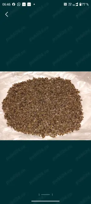 Vând albine pentru prepararea podmore .