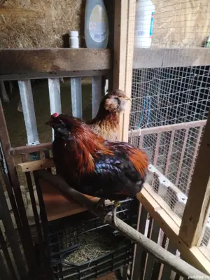 Ouă incubat araucana potîrnichiu sălbatic cu favoriții  - imagine 4