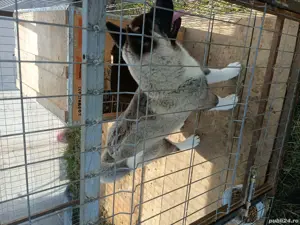 vând Akita American  - imagine 2 vând Akita American  - imagine 2