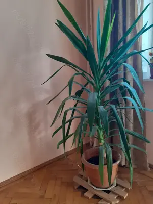 Vand planta exotica YUKA - 150 ron