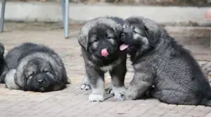 Pui Ciobănesc Caucazian Uriaș   Forță, Loialitate și Protecție la Superlativ