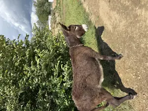 Vând măgăriță gestantă  - imagine 2 Vând măgăriță gestantă  - imagine 2