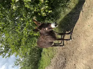 Vând măgăriță gestantă  - imagine 3 Vând măgăriță gestantă  - imagine 3