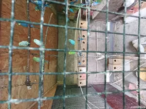 Peruși maturi - imagine 2