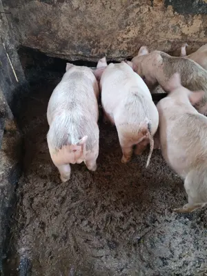 Purcei mari de vanzare - imagine 4 Purcei mari de vanzare - imagine 4