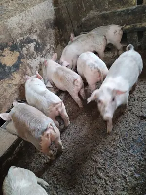 Purcei mari de vanzare - imagine 2 Purcei mari de vanzare - imagine 2