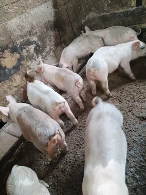 Purcei mari de vanzare - imagine 3 Purcei mari de vanzare - imagine 3