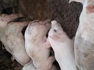 Purcei mari de vanzare