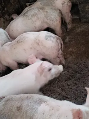 Purcei mari de vanzare - imagine 5 Purcei mari de vanzare - imagine 5