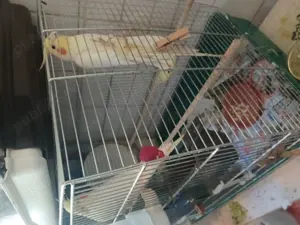 Papagali blanzi - imagine 2