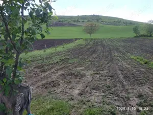 VÎND CASĂ, cu Prisacă, cu afacere apicolă în  Loc. BOIAN - HODĂI, Str. PRINCIPALĂ - imagine 4