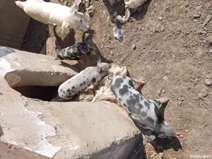 Vand purcei rasa carne petrean - imagine 2