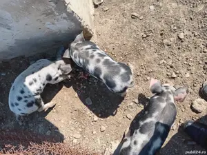 Vand purcei rasa carne petrean - imagine 3