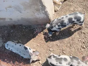 Vand purcei rasa carne petrean - imagine 4