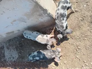 Vand purcei rasa carne petrean