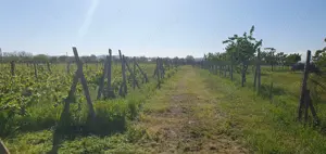 Teren arabil și vita-de-vie 2000 mp - imagine 5