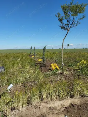  Gradina 350 mp Poiana basmelor  - imagine 6