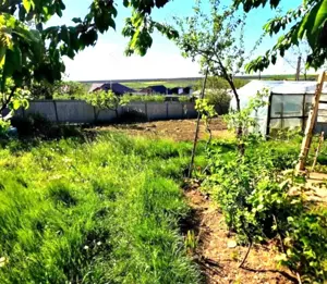 Casă cu grădină mare și vie, Odaia Manolache   toate utilitățile! - imagine 2