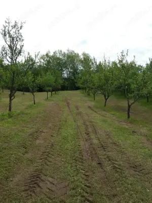 Teren extravilan de 78522 mp in municipiul Dobra Jud. Hunedoara - imagine 5