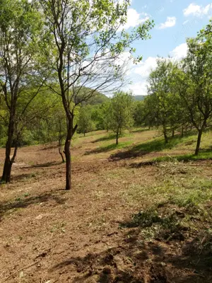 Teren extravilan de 78522 mp in municipiul Dobra Jud. Hunedoara - imagine 6