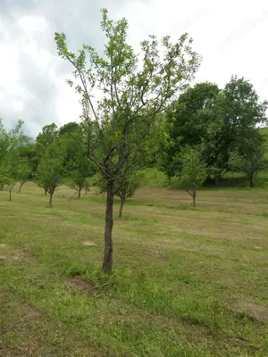 Teren extravilan de 78522 mp in municipiul Dobra Jud. Hunedoara - imagine 4