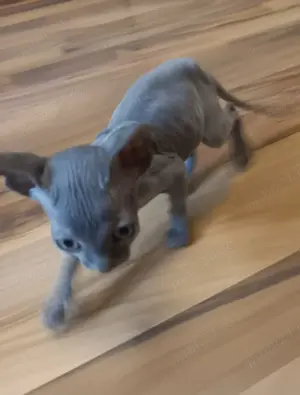 Pui pisica sphynx    sfinx   sphinx - imagine 4