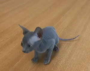 Pui pisica sphynx    sfinx   sphinx - imagine 3