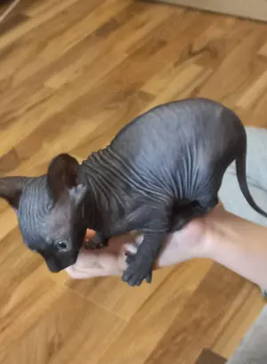 Pui pisica sphynx    sfinx   sphinx - imagine 5