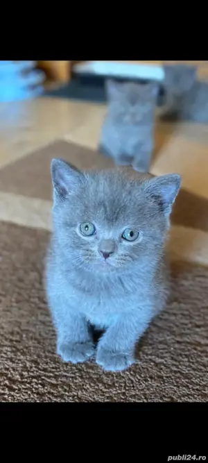 puiuți brithis shorthair 