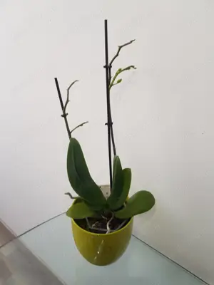 For rent !!Chirie apartam 2 cam smart  ARENA residential 