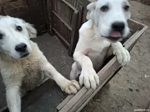  donație câine cangal și cățea ciobănesc - imagine 2