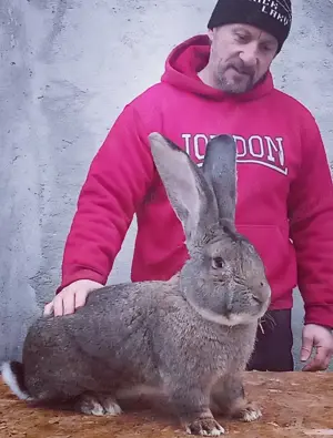 Iepuri de rasă mare 