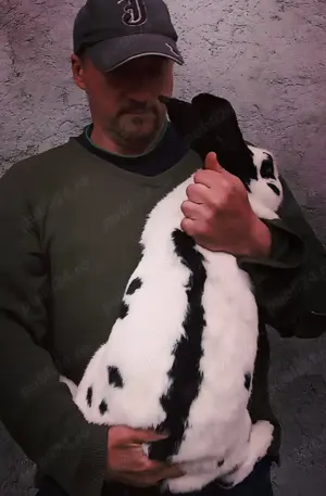 Iepuri de rasă mare  - imagine 3