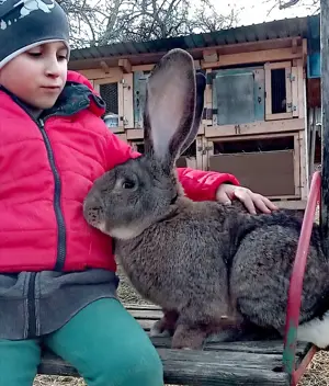 Iepuri de rasă mare  - imagine 5