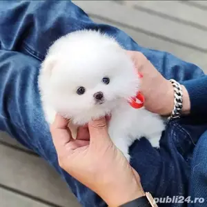 Pomeranian mini toy boo