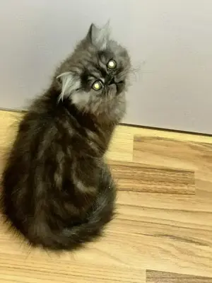 Pui pisica Persana- Mascul - imagine 3