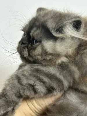 Pui pisica Persana- Mascul - imagine 4