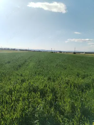 Vand teren intravilan Mărăcineni Buzău (zona Manga)