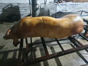 Purcei Protap si Carcasa porc - imagine 2