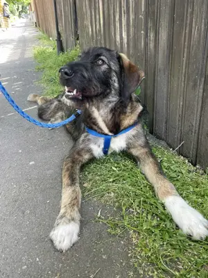 Ady   un băiețel iubitor