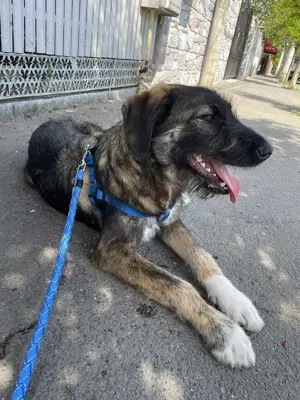 Ady   un băiețel iubitor - imagine 2