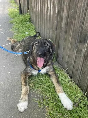 Ady   un băiețel iubitor - imagine 4