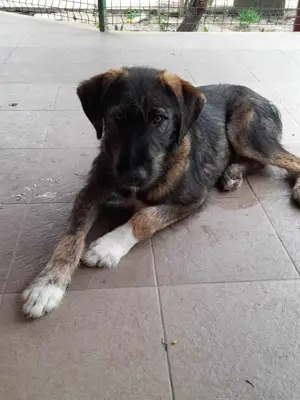 Ady   un băiețel iubitor - imagine 3