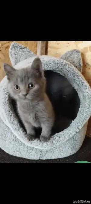 Pui British Shorthair