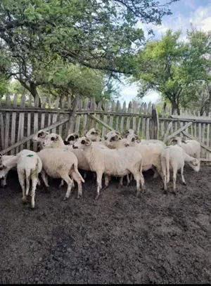 Vand oi țurcane de tinut