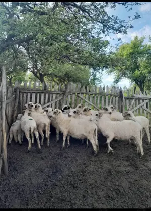 Vand oi țurcane de tinut - imagine 3 Vand oi țurcane de tinut - imagine 3