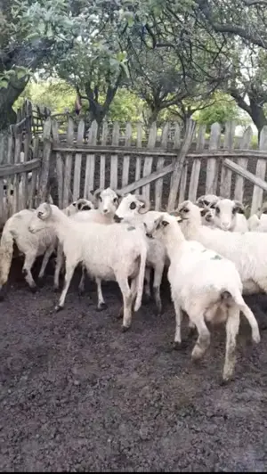 Vand oi țurcane de tinut - imagine 4 Vand oi țurcane de tinut - imagine 4