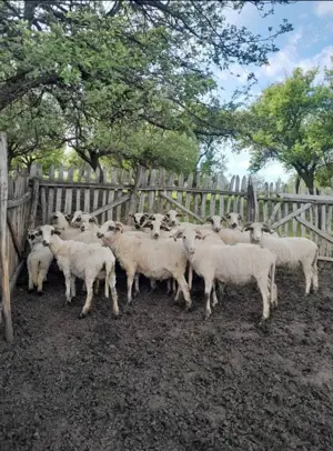 Vand oi țurcane de tinut - imagine 2 Vand oi țurcane de tinut - imagine 2