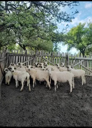 Vand oi țurcane de tinut - imagine 5 Vand oi țurcane de tinut - imagine 5