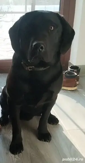 Labrador retriever